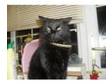 Black Fluffy Female Cat 3 Years Old Illness forces sale.....