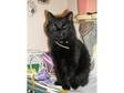 Black Fluffy Female Cat 2 Years 7 mnths Old my Illness forces sale