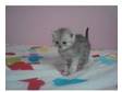 gorgeous silver tabby BSH x. these 2 girls are amazing....