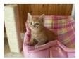 5 kittens 4 lefft. beautiful kittens wormed and....