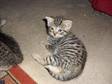 I HAVE 5 gorgeous tabby kittens left! 1 female and 4....