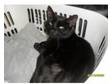 Black Male cat 2 years old illness and circumstnaces for....