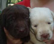 Chocolate,  Yellow and Black Lab Puppies