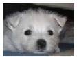 West Highland Terrier Puppies for Sale. Adorable West....