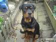 ROTTWEILER 6 months old female all injections up to....