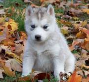 Siberian Husky Puppies For Xmas