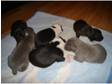 staffordshire bull terrier puppies for sale