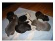 staffordshire bull terrier puppies for sale. Born 10th....