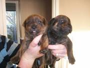 rottie cross staffy pups ready 23/12/09 £140