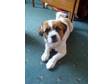 MALE JACK Russell available now for stud. Lovely....