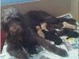 f1b labradoodle puppies. Our wonderful labradoodle....