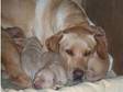 Gorgeous Labrador Puppies for sale. Born on the 31st of....