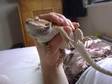 Bearded Dragon Lizard- Vivarium- Accessories. Features &....