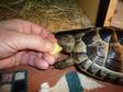 Tortoise With Vivarium